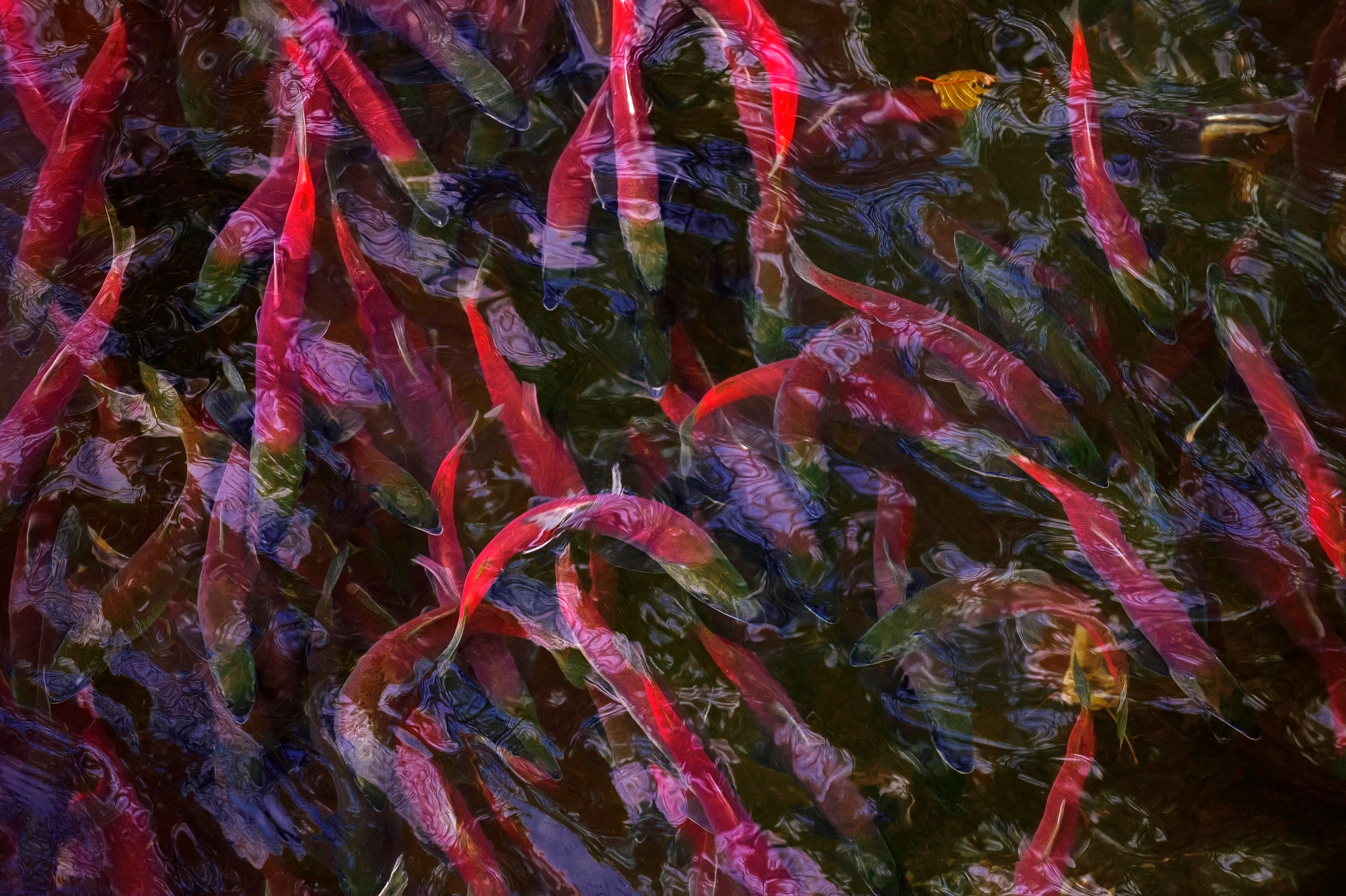 A dense school of red fish swim near the surface of the water
