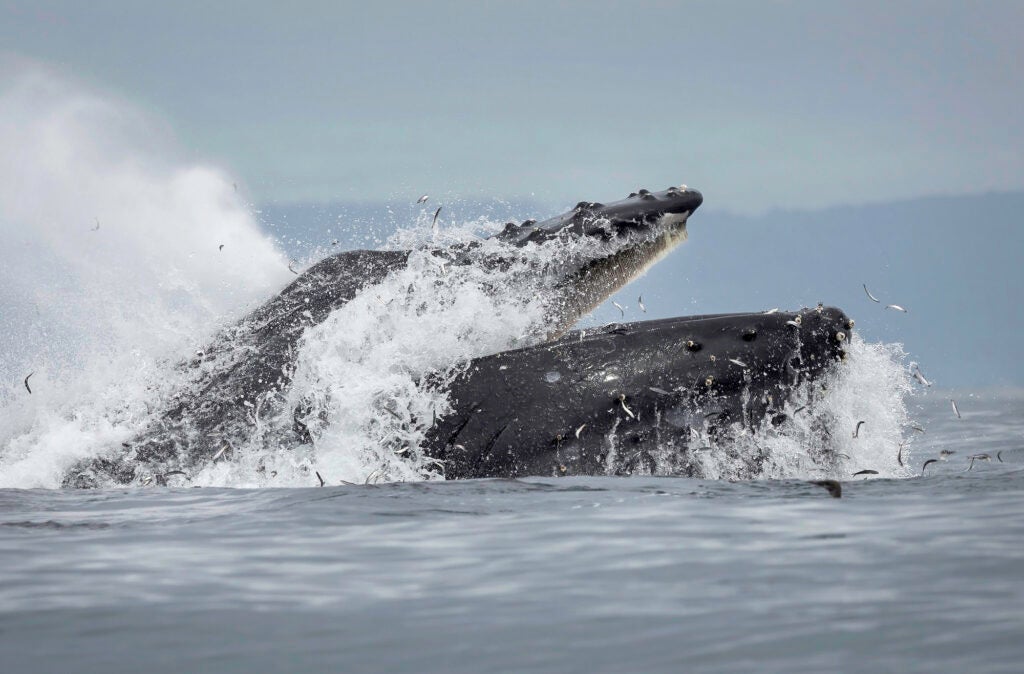 A whale's head bursts from the water with its mouth open as tiny fish jump around, also out of the water.