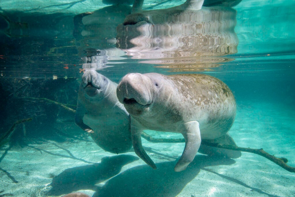 Two manatees swim next to each other just under the surface in shallow, clear water.