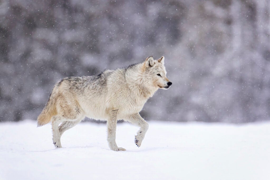 A gray and white wolf walking through snow with an out of focus forest in the background.
