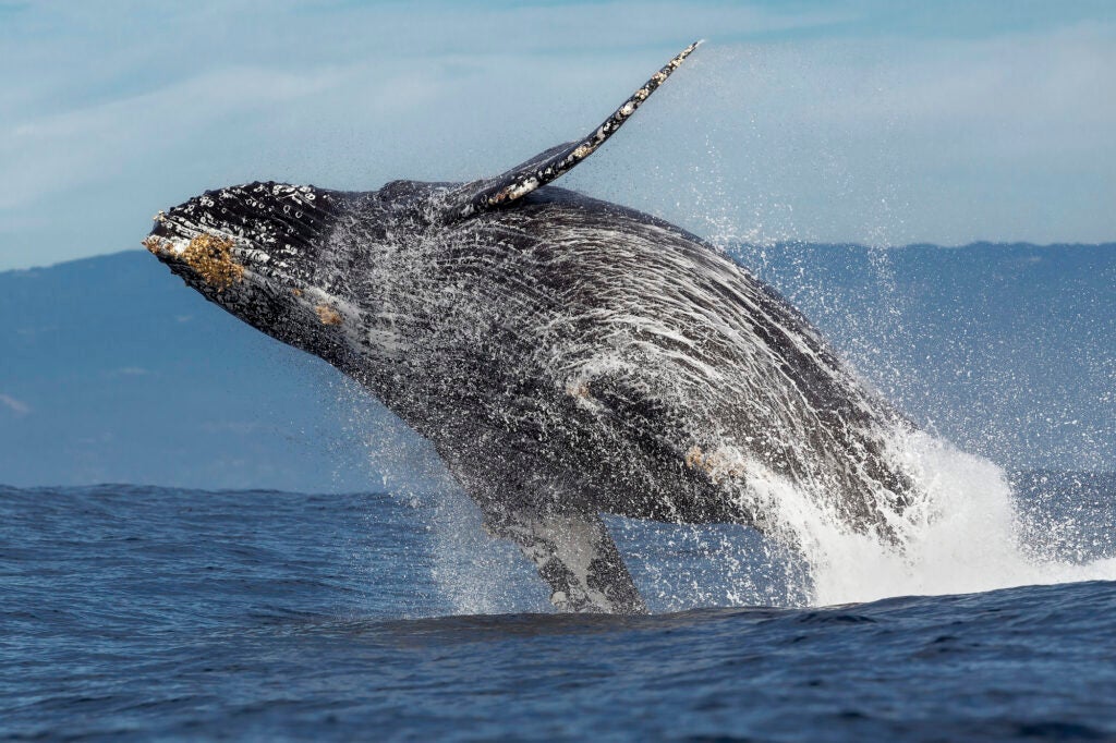 Humpback Whale Breaching A humpback whale breaches out of the water in Monterey Bay, California. (Chase Dekker Wild-Life Images / Getty Images)