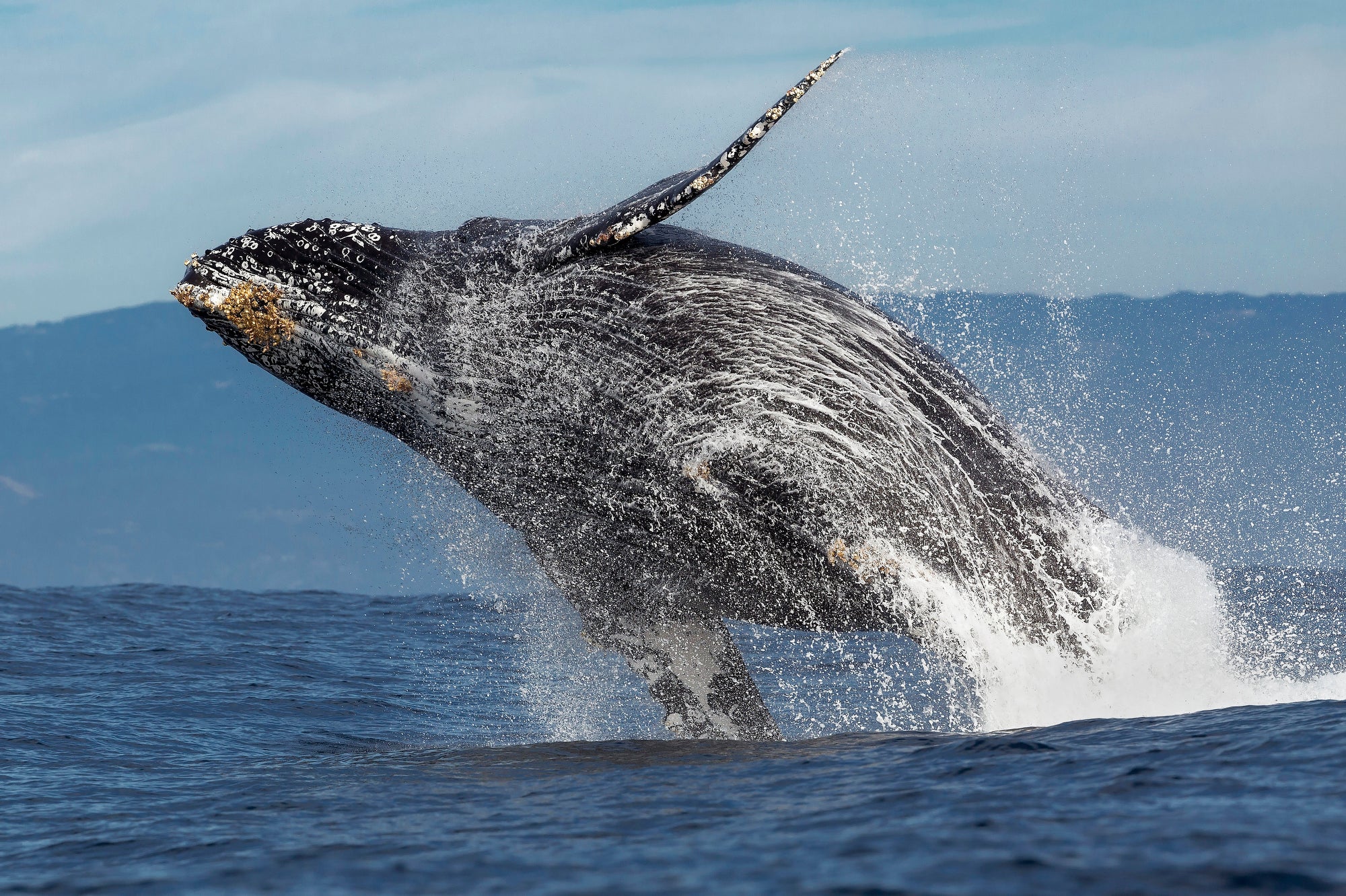 A large whale leaps out of the water with water streaming behind it.