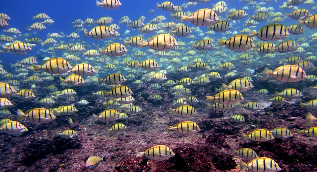 Yellow fish with black stripes swim together in blue ocean waters.