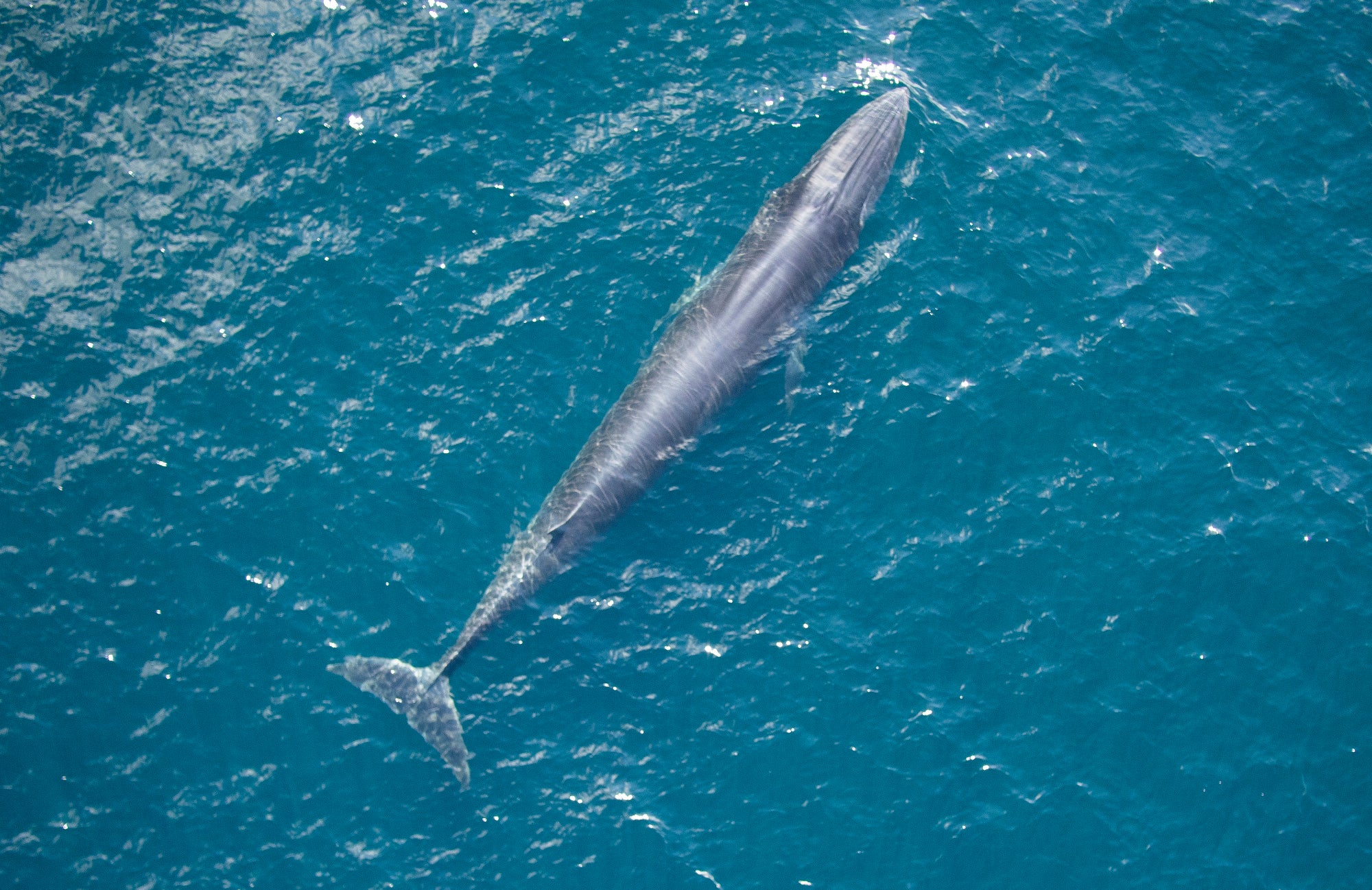 A large gray colored whale swims on the surface of a blue ocean.