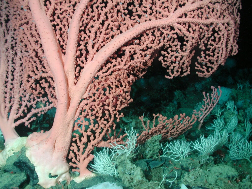 An up close photo of pink coral on a green seabed