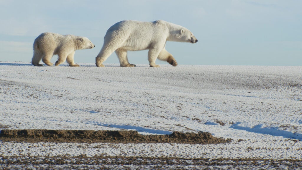 Two polar bears, a mother and cub, walk on a frozen field.