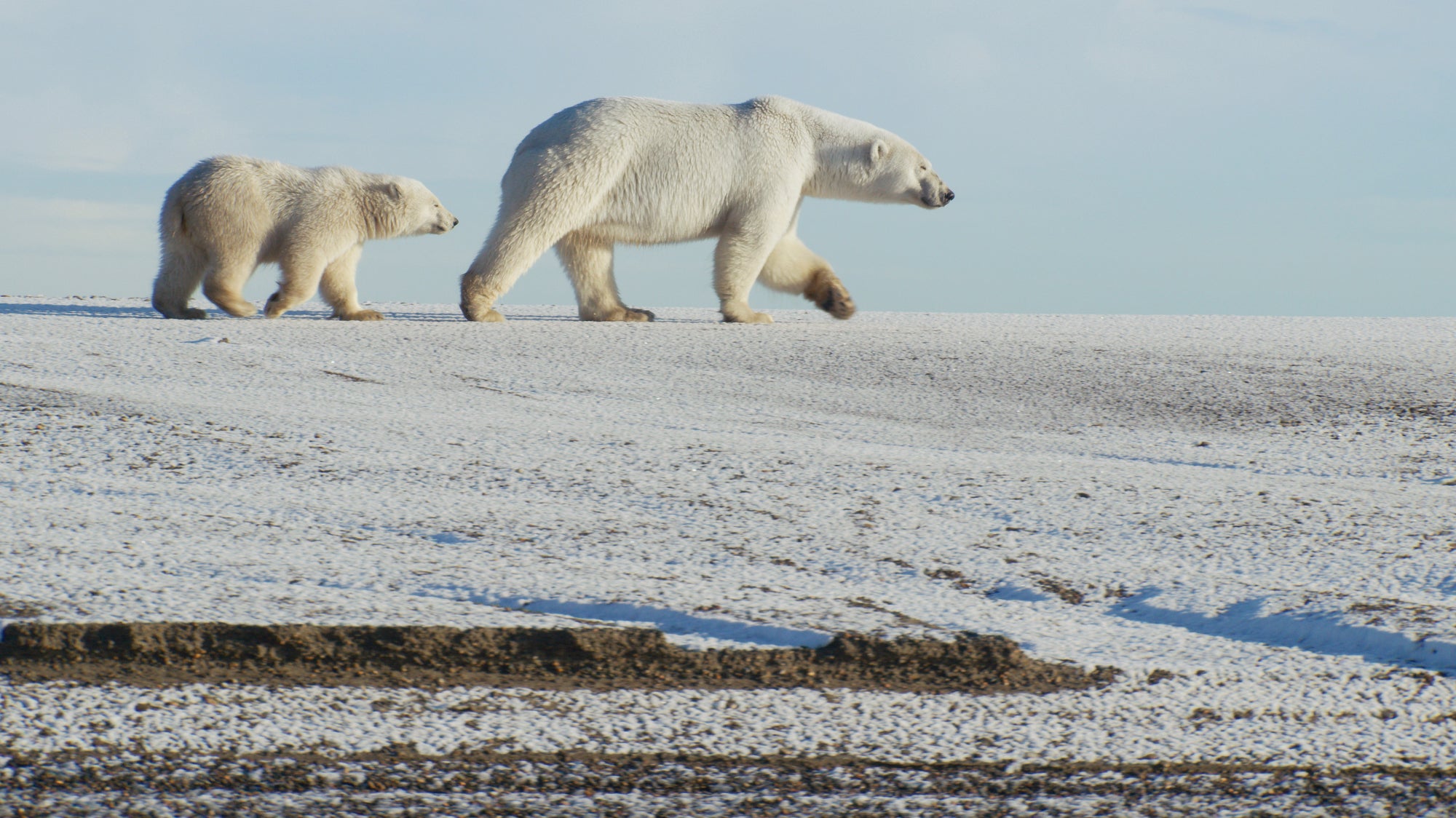 Two polar bears, a mother and cub, walk on a frozen field.