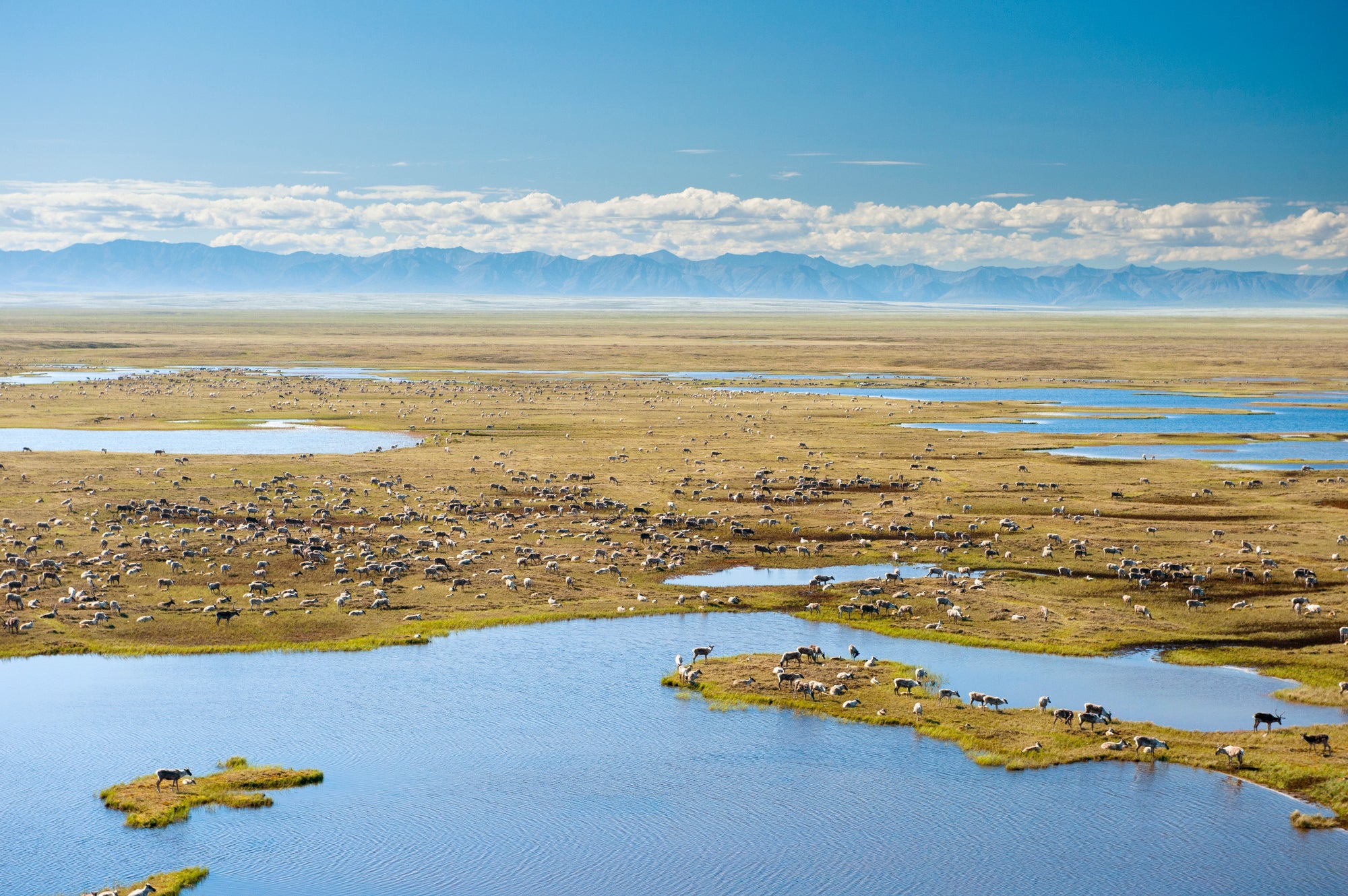 A wide expanse of flat land next to water with mountains in the distance, with hundreds of caribou dotting the landscape.