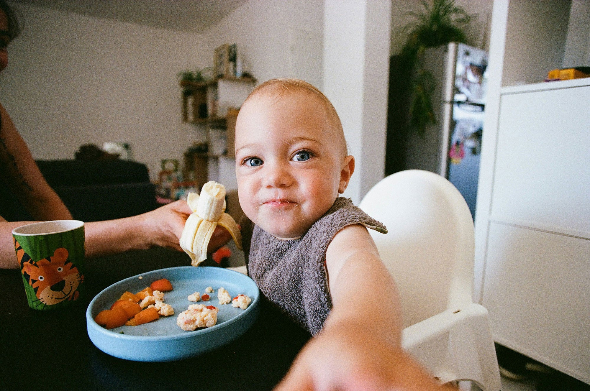 A baby sits in a high chair at a kitchen table in front of a blue plate with small portions of food. The baby reaches out towards the viewer with lively, curious eyes, as an adult off-screen holds a partially peeled banana towards the baby.
