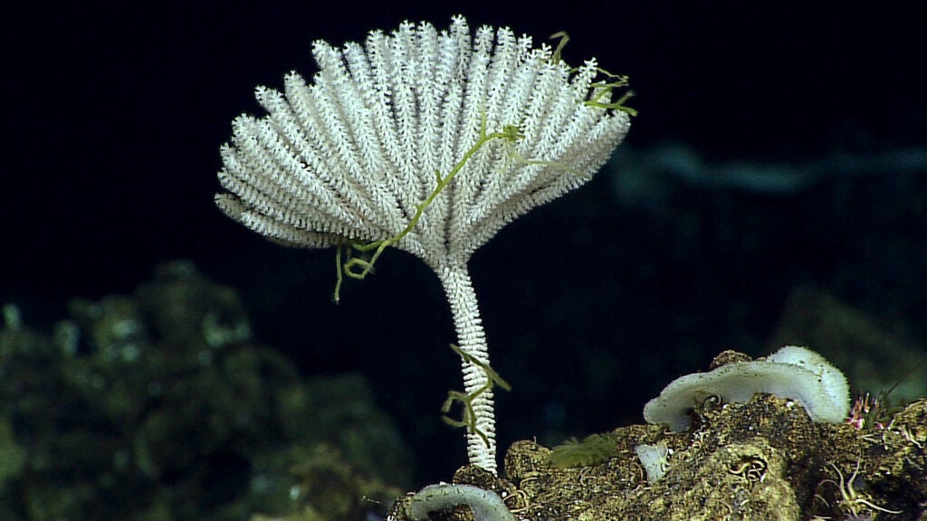 A white coral that looks like a small tree on the floor of a dark ocean. A thin green vine is on it.