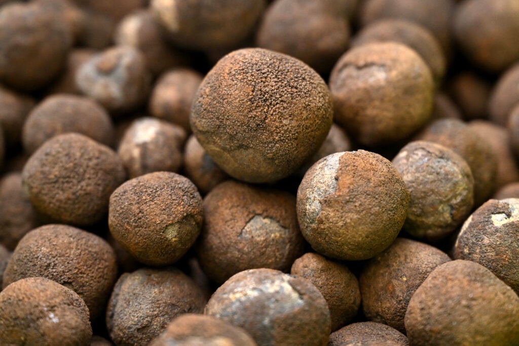 Dozens of small, brown, round objects that look like stones lie in a pile.