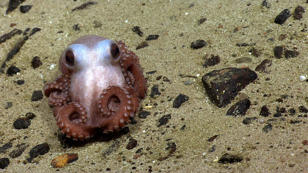 An octopus on the seafloor at Physalia Seamount in the Atlantic Ocean. Deep-sea mining would threaten the rich ecosystems at the bottom of the ocean. (NOAA Okeanos Explorer)