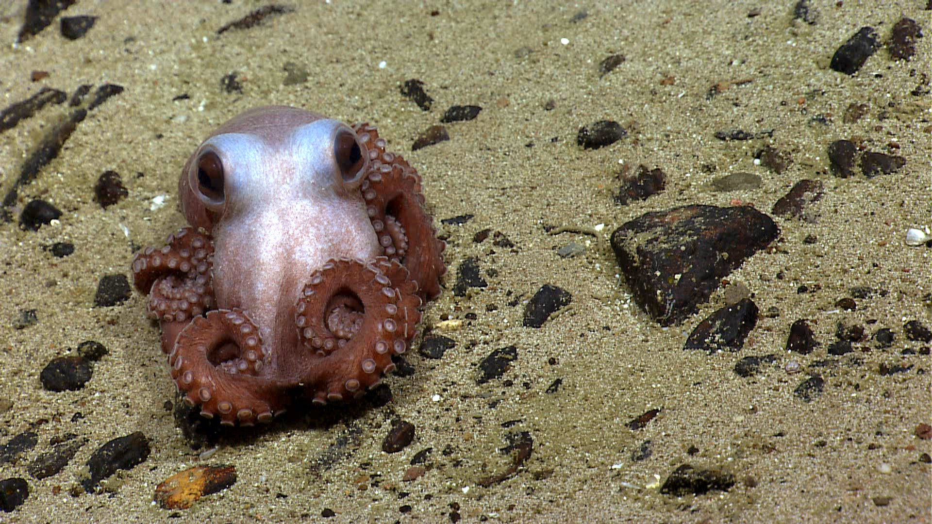 An octopus with its legs curled up on a sandy and rocky sea floor.