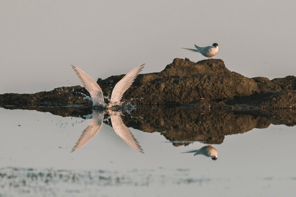Two birds at the edge of water and reflected in it. One is splashing in the water with its wings up, the other standing on a rock.