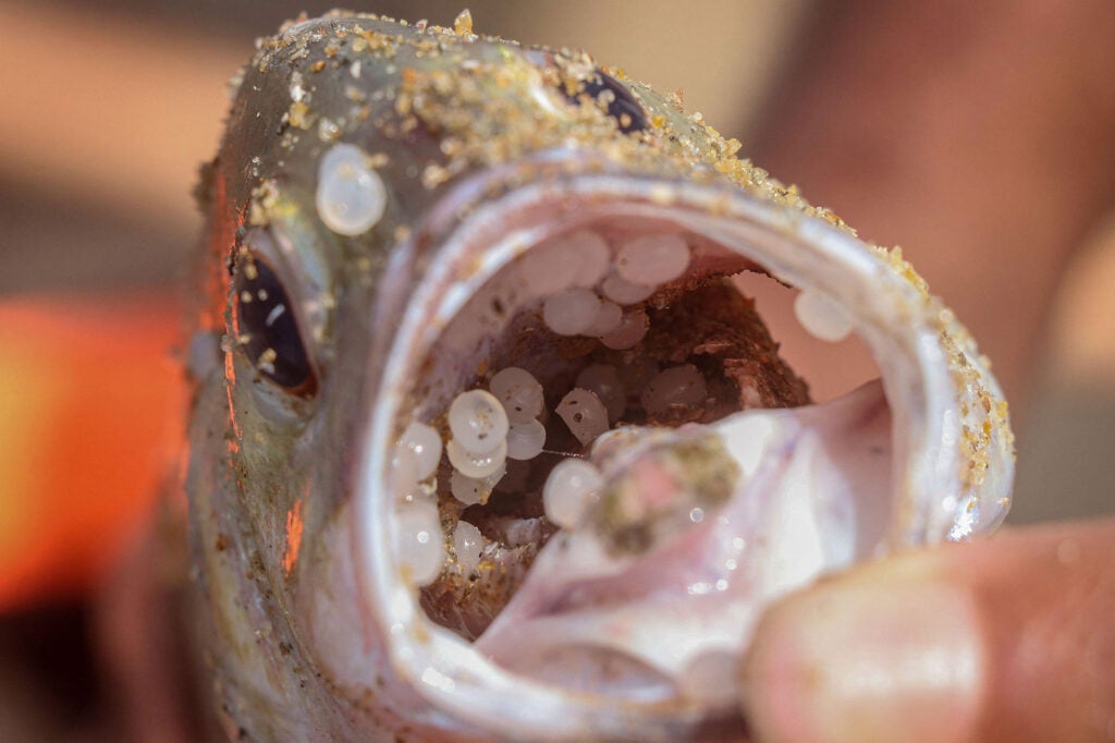 Nurdles, in particular, resemble fish eggs and are mistaken for food by marine wildlife.  A dead fish with plastic pellets in its mouth, washed ashore near the Wellawatte neighborhood in Colombo, Sri Lanka. (Saman Abesiriwardana / Pacific Press via Alamy)