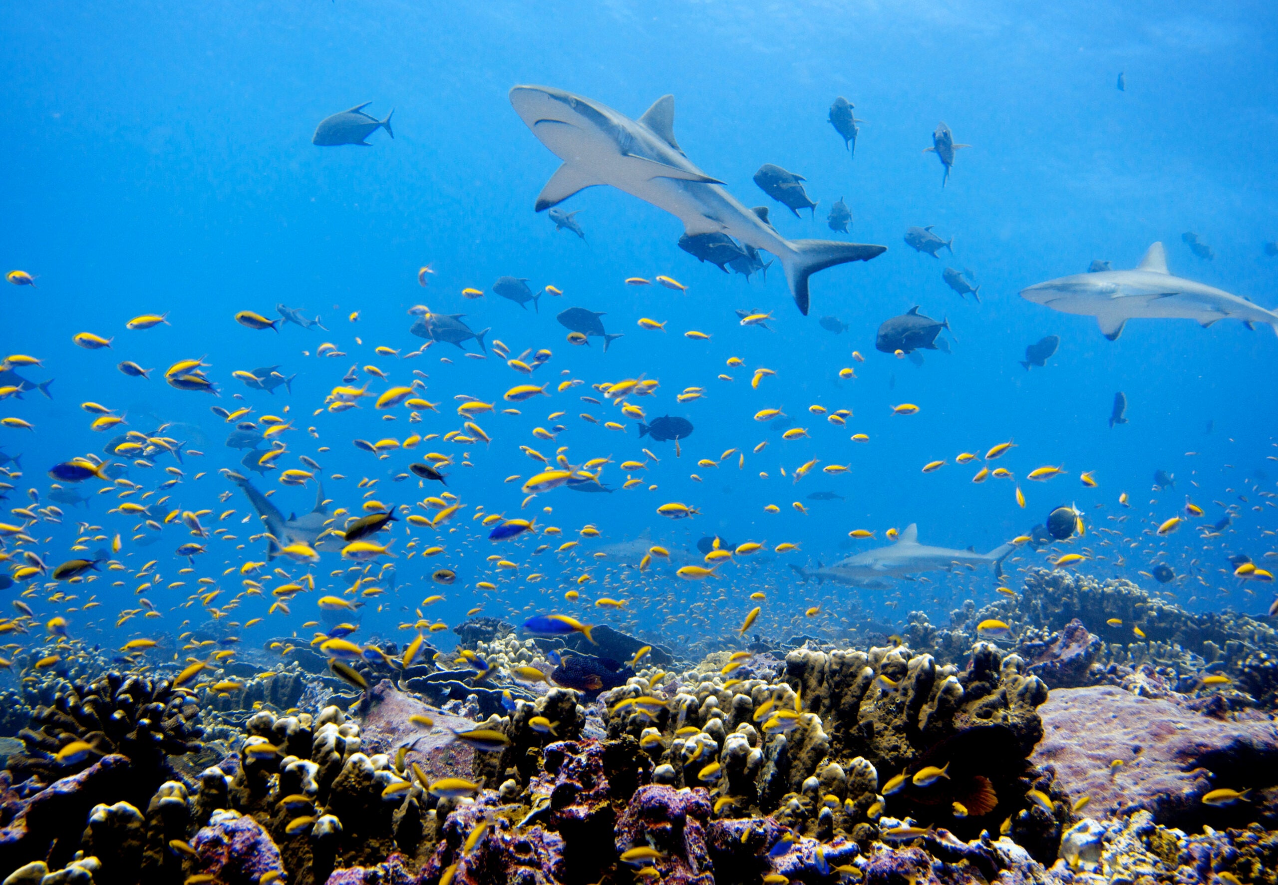 Several sharks swim with yellow and blue fish in blue waters near a coral reef.