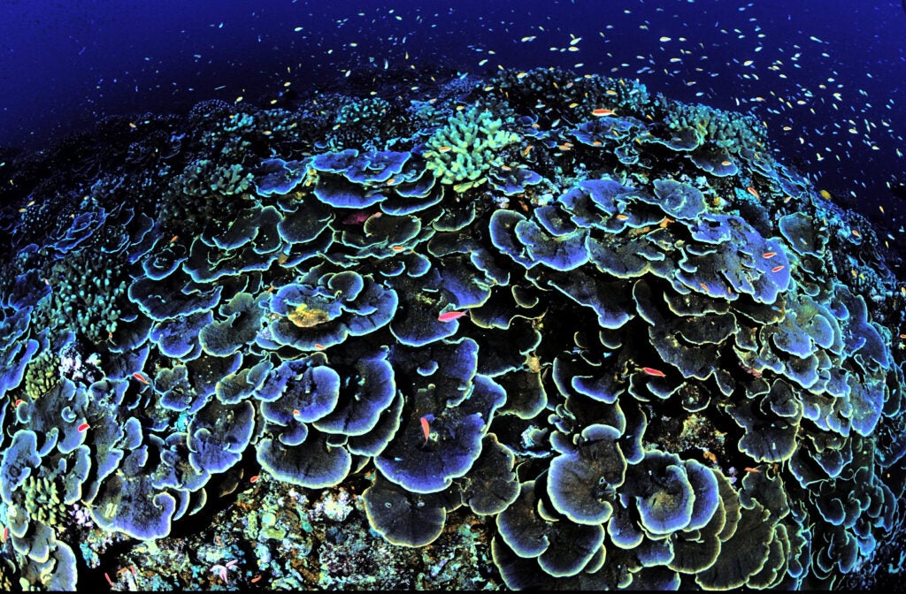 Sworls of Montipora aequituberculata, a core coral, attract fish at Jarvis Island National Wildlife Refuge in the Pacific Islands Heritage Marine National Monument, about 1,300 miles southwest of Honolulu. (Jim E. Maragos / USFWS)