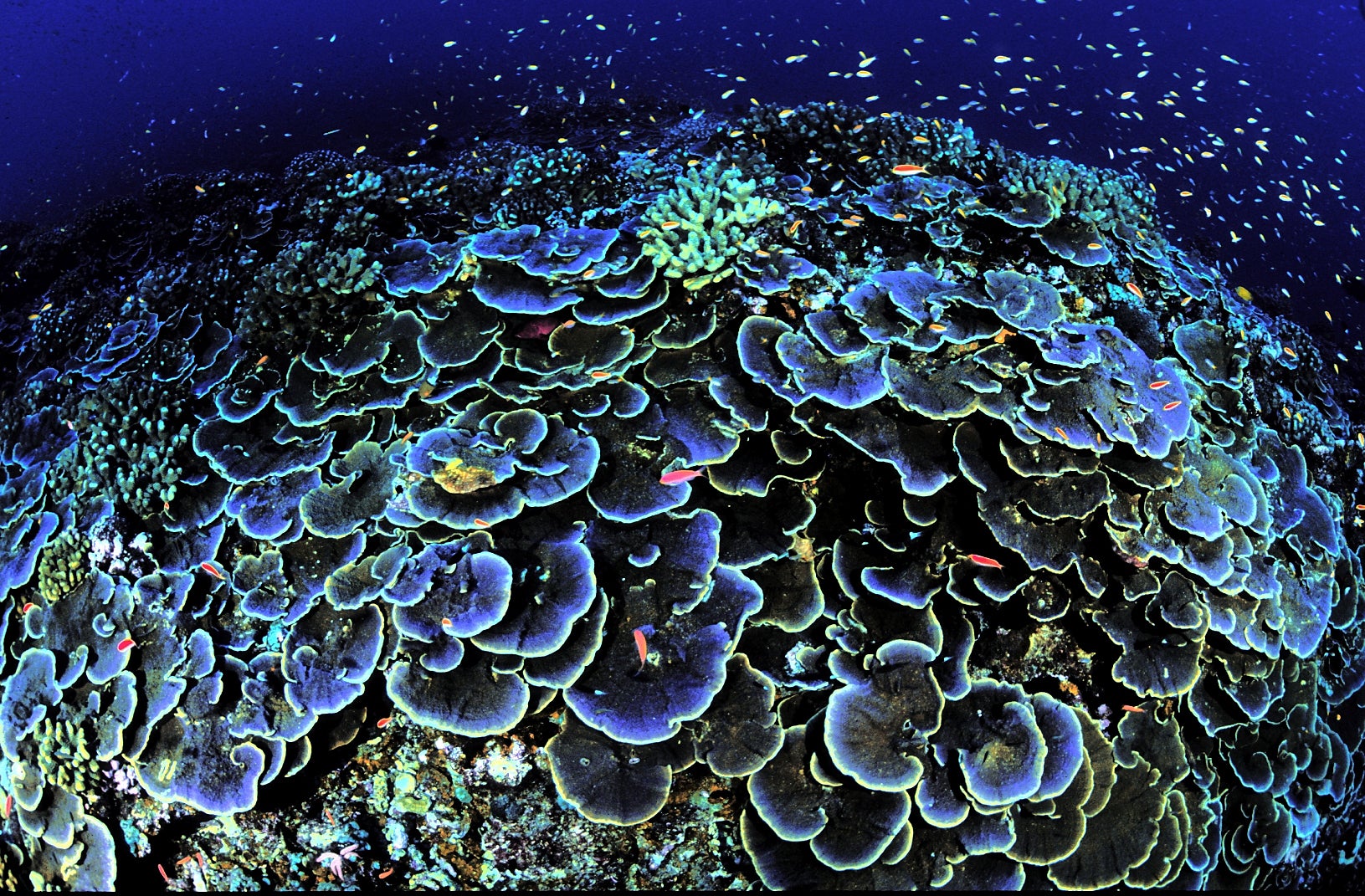 A wide view of blue and purple coral with small fish swimming above it.
