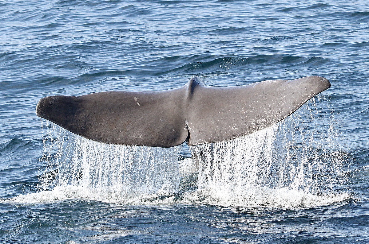 The large tail of a sperm whale rises out of the ocean's surface, with streams of water falling from the tail back into the ocean.