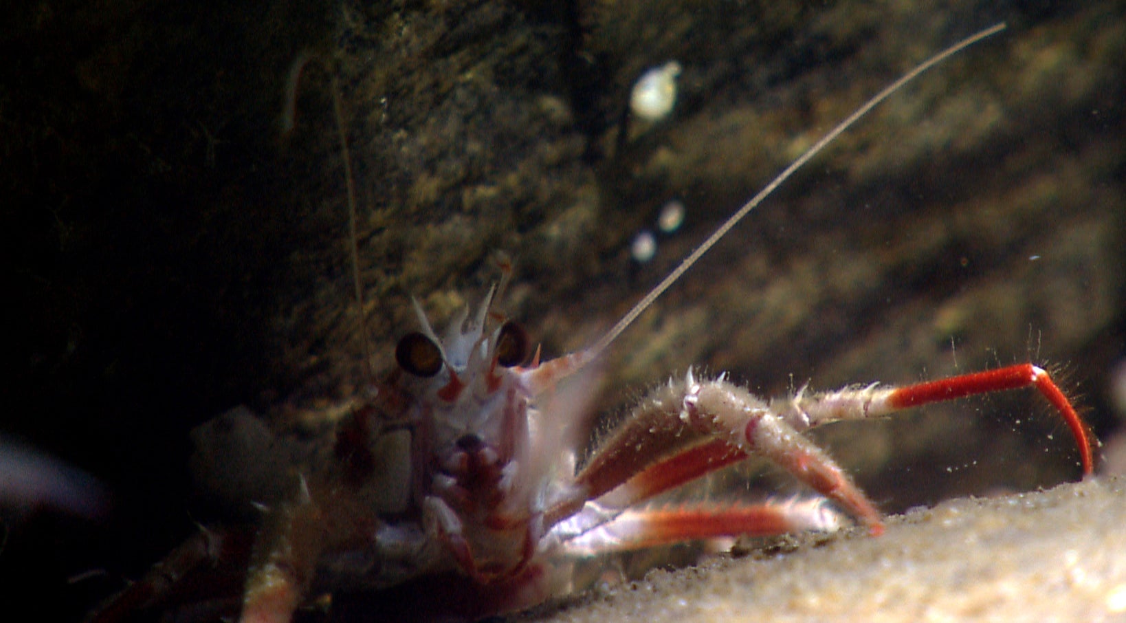 A read and white striped lobster is partially hidden under a rock.