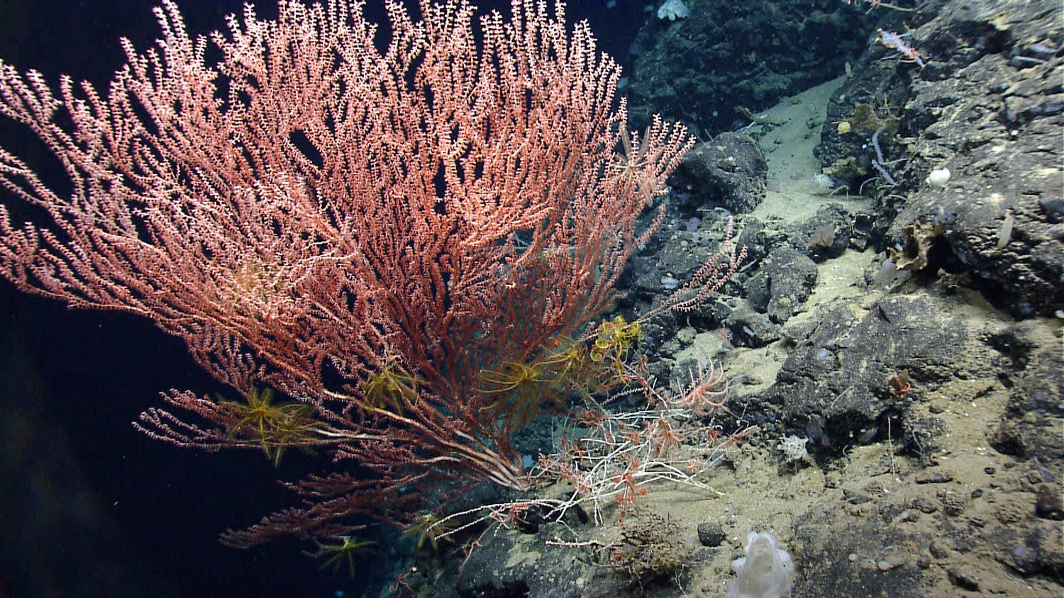 Underwater photo of feathery corals.