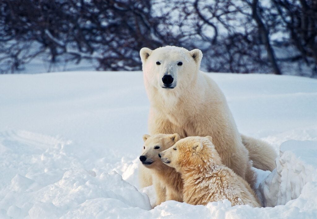 In a snowy setting, a polar bear mother looks directly at the camera, while two young polar bear cubs look off into the distance.
