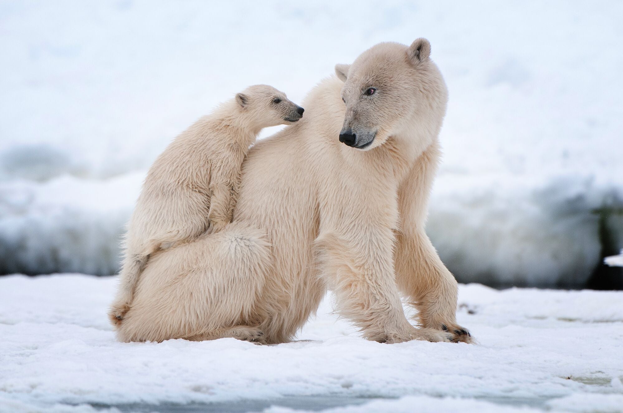 Polar bear mother sitting on snow while her cub climbs onto her back in an Arctic landscape.