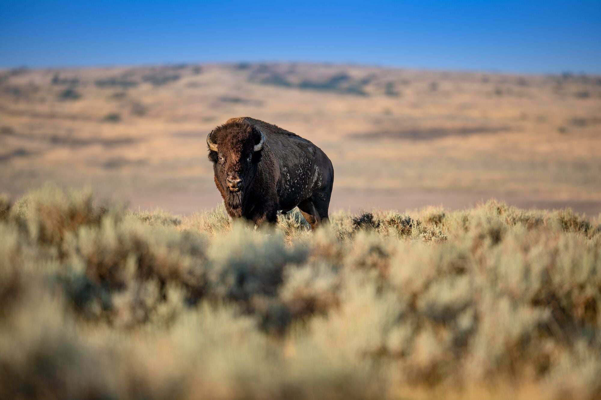 A solitary large bison stands in the middle of a vast, open prairie, surrounded by dusky-colored shurbs and grass, under a bright blue sky.