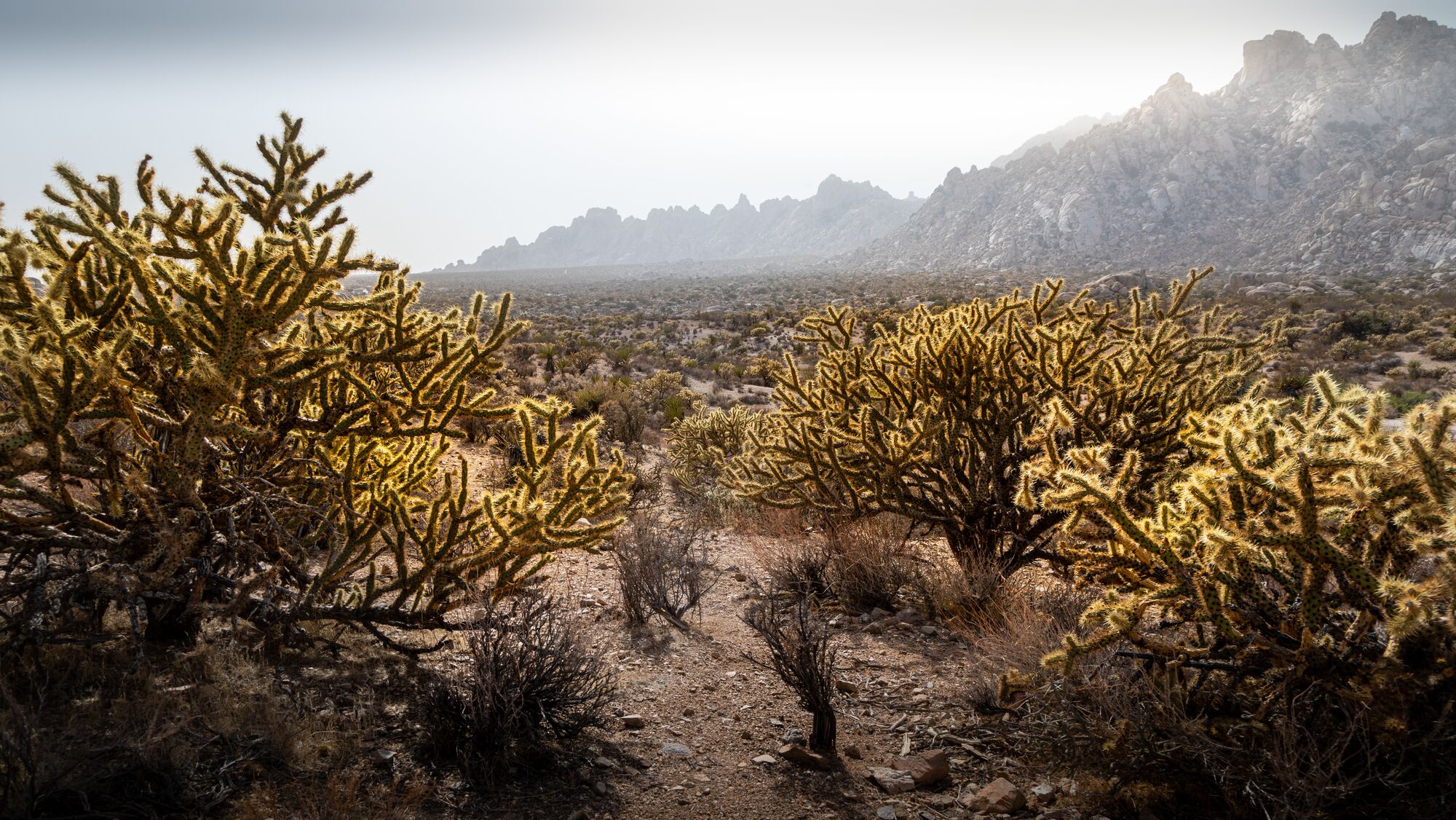 Windy, dusty day in Mojave National Preserve, California. (Christian Collins / CC BY-SA 2.0)