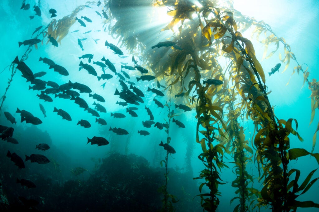 A school of fish swim next to kelp in shallow blue water with light from the sun visible above.