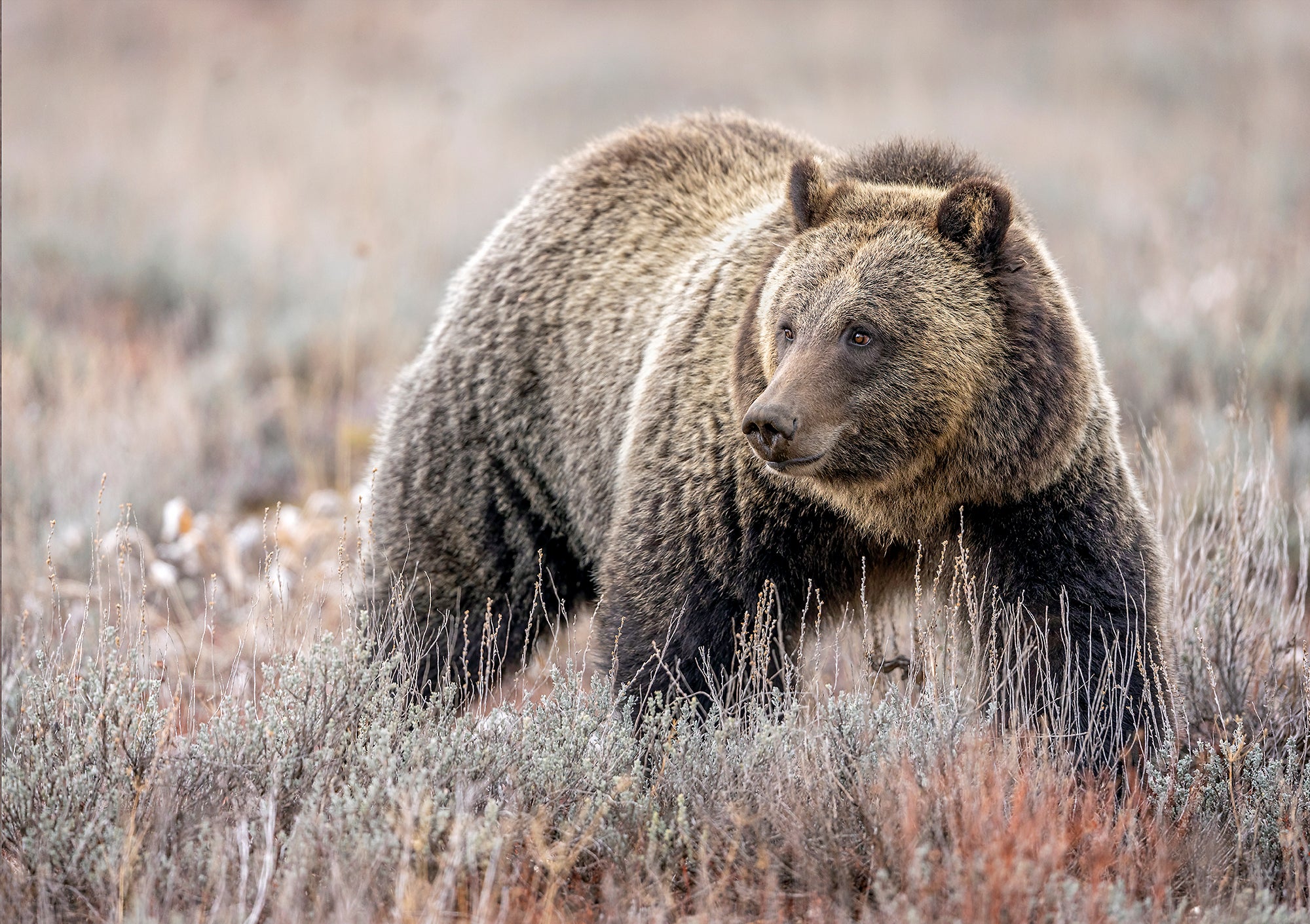 A large brown grizzly bear stands in a field of brown, dry brush looking to it's right.