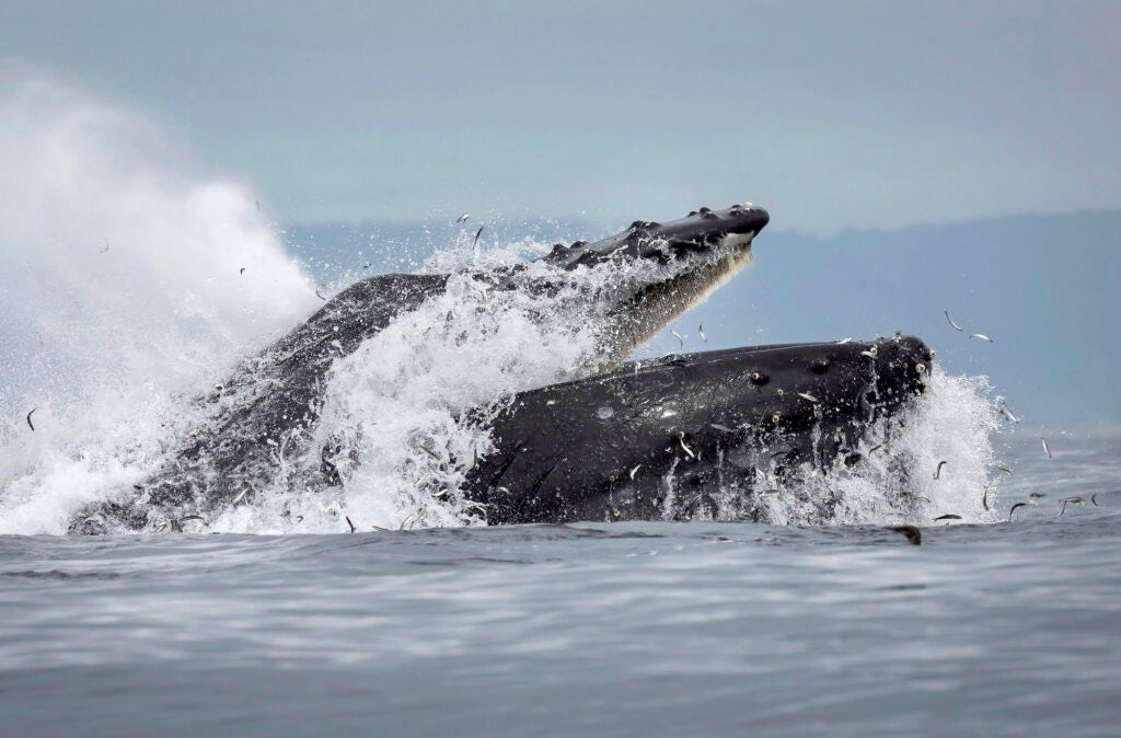 A whale breaks the surface of the water with its mouth open as lots of small fish flop in the air.