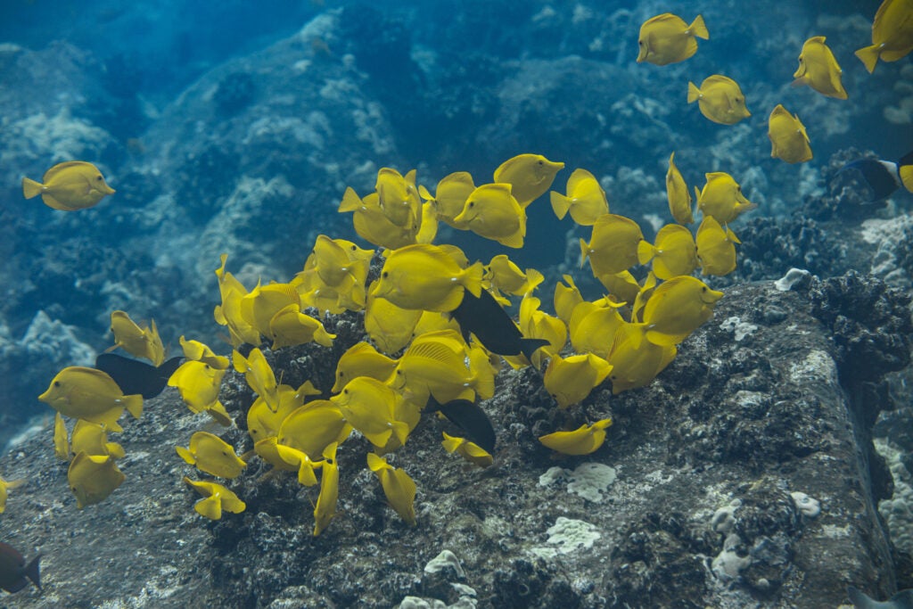 School of bright yellow tang fish swimming closely together over a rocky coral reef in clear blue ocean water in Hawaiʻi.