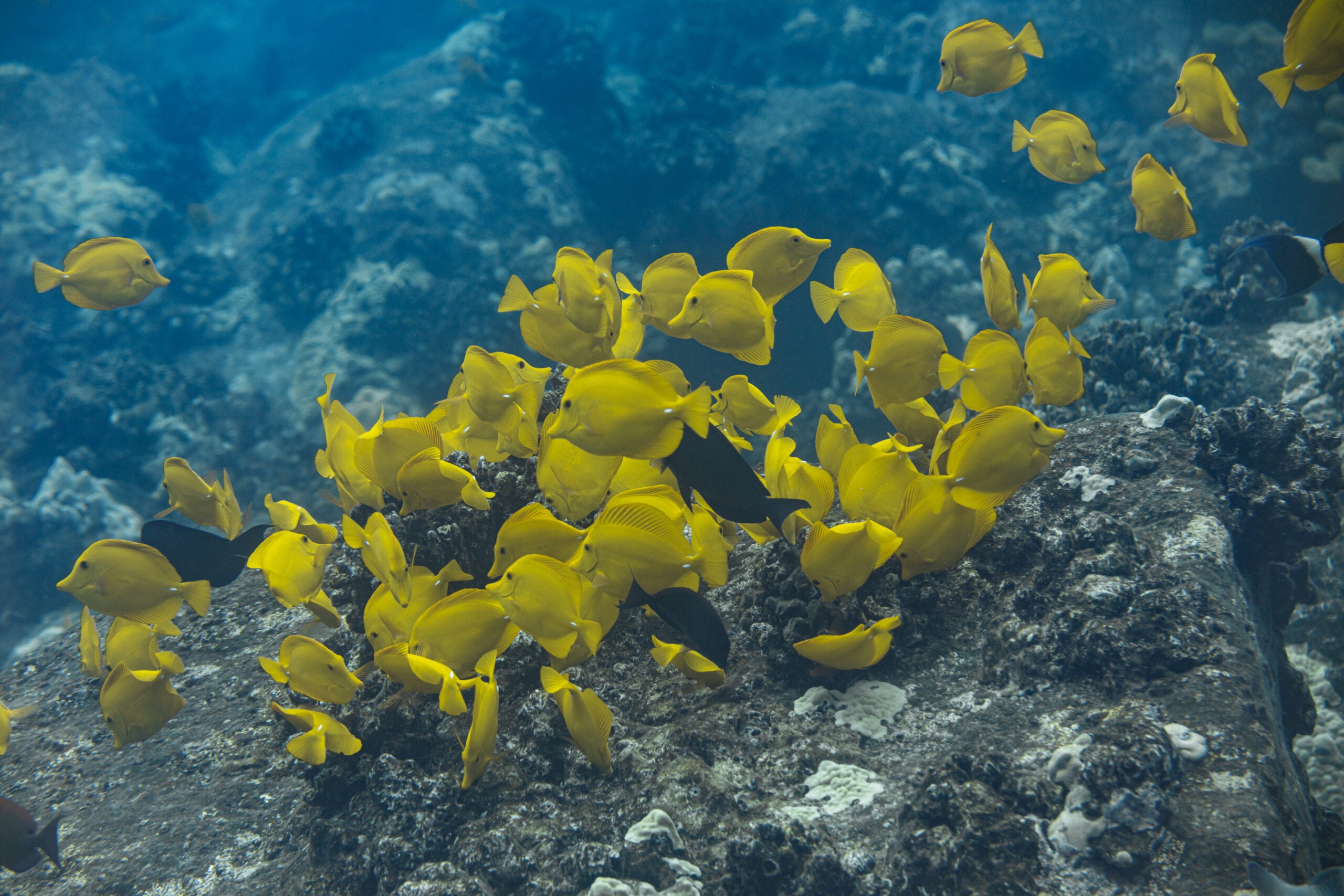 School of bright yellow tang fish swimming closely together over a rocky coral reef in clear blue ocean water in Hawaiʻi.