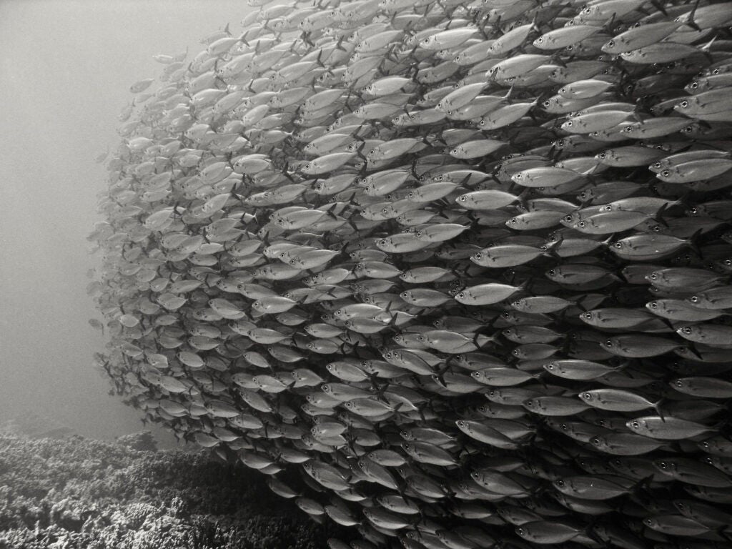 Big Eyed Scad (Selar crumenophthalmus or Trachurops crumenophthalmus ), Kona Hawaii (Hawaiian name: Akule), feed offshore on plankton at night, and tend to congregate in huge schools in shallow water for protection during the day. The baitball can be massive, as big as a house, hundreds of thousands of fish.