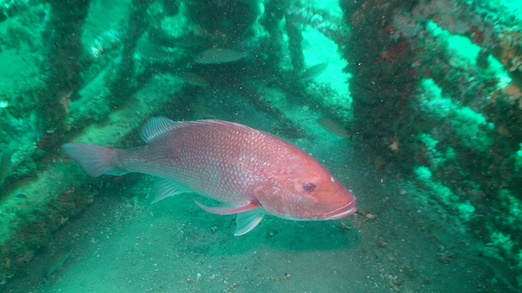 Red snapper in the water
