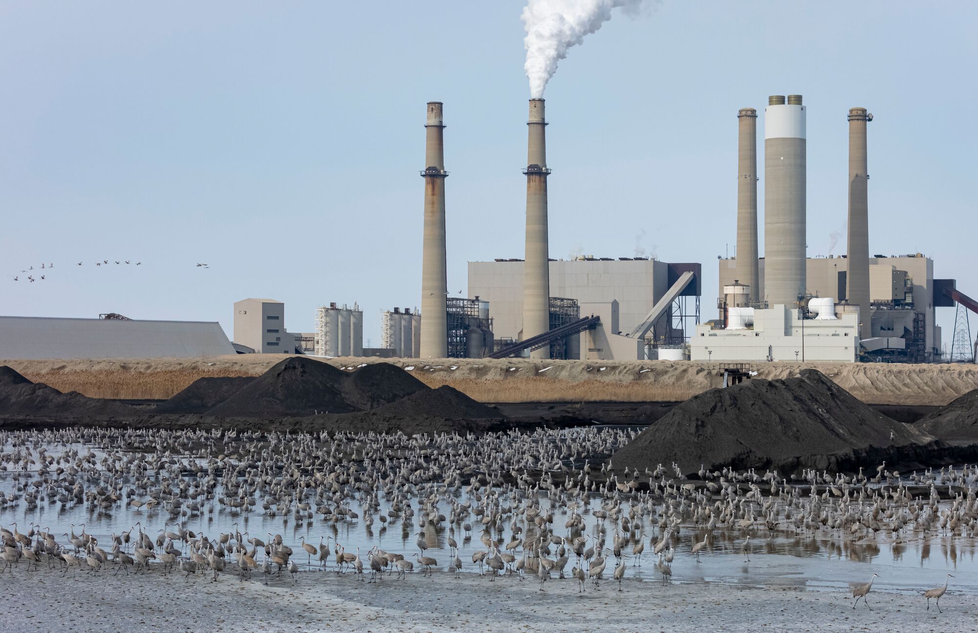 Hundreds of sandhill cranes in a coal ash pond at Schahfer Generating Station, a coal-fired power plant.