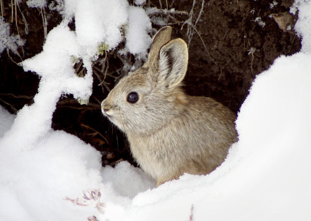 Pygmy rabbits depend on large areas of mature sagebrush to protect them from predators and for the majority of their diet. (H. Ulmschneider / BLM and R. Dixon / Idaho Dept. of Fish & Game)