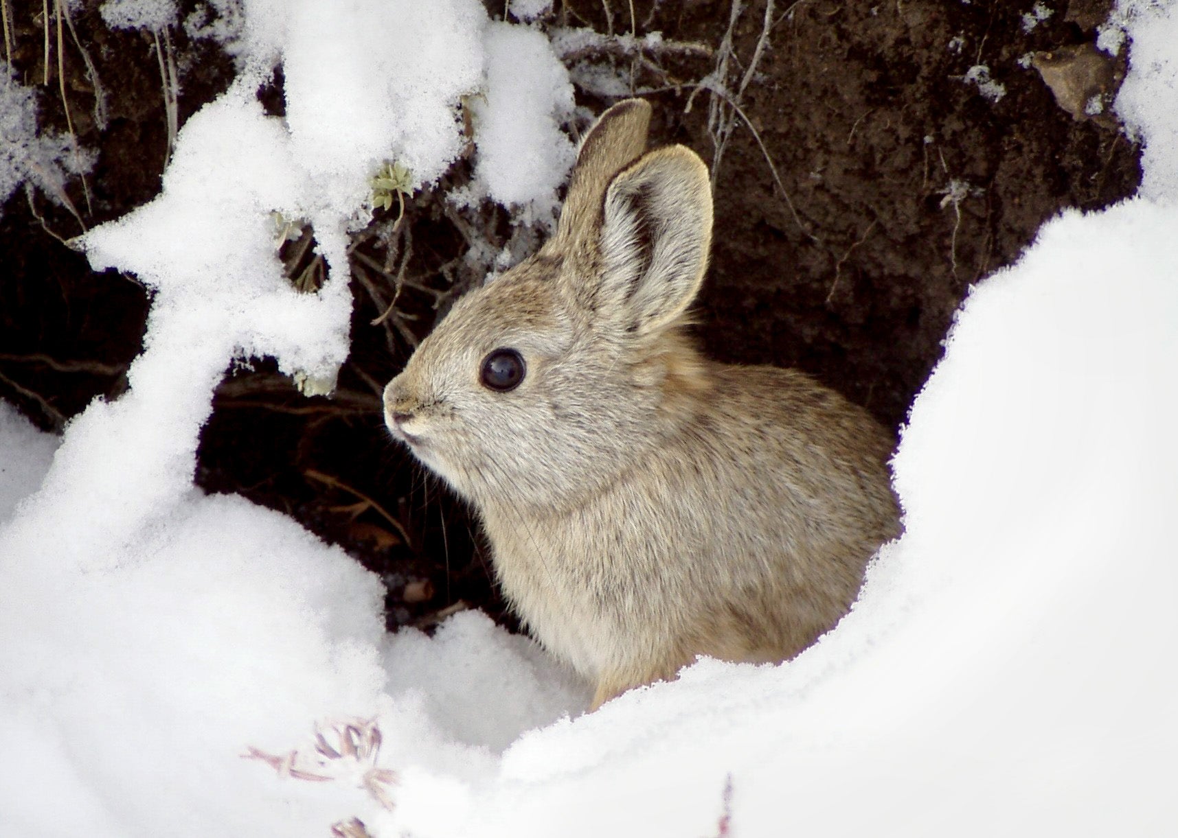A pygmy rabbit in snow.