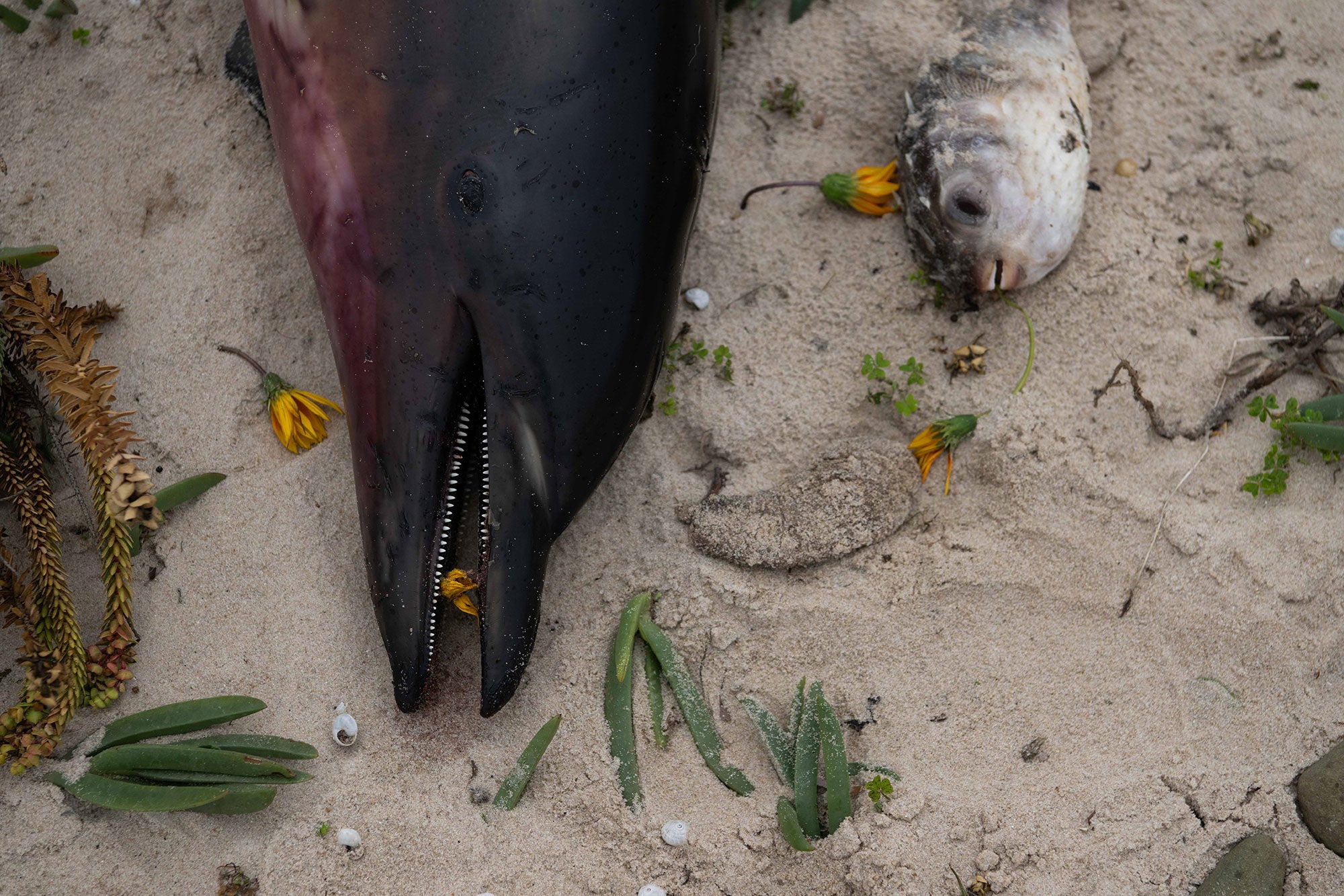 A black-and-dark-purple-colored dolphin lies on its side on a sandy beach with his mouth partially open and rows of tiny, sharp white teeth visible. A dead puffer fish lies beside the dolphin, with its mouth partially open. Bright yellow flowers, green foliage and other plants have been placed around the dead dolphin and fish, including a flower inside the dolphin's mouth.