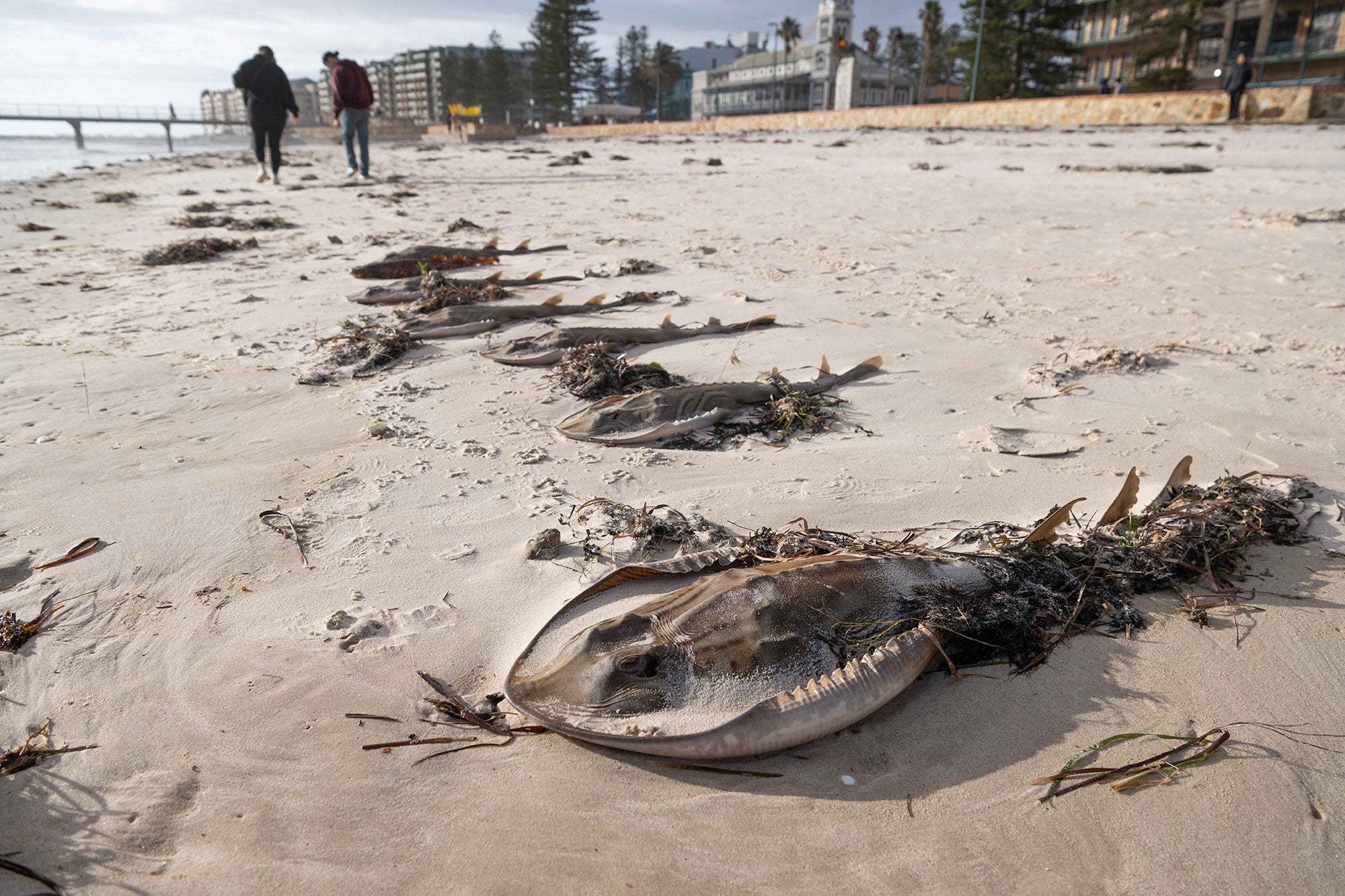 Size dead, drying southern fiddler rays are arranged in a line along a sandy beach. Kelp and seaweed are wrapped around their bodies. Two people, wearing long pants and long sleeves, have walked past the dead rays and are looking down towards the sand as they walk. Buildings and a pier are visible in the distance.
