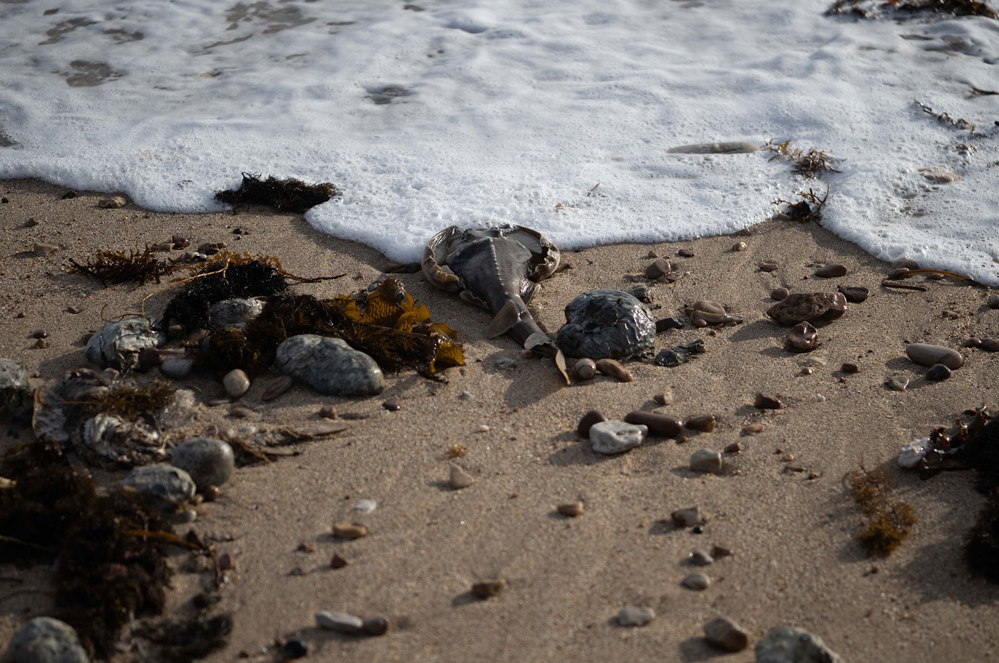A dead southern fiddler ray lays on a sandy beach, with the white, foamy surf lapping around his body. There are rocks and other indeterminate dead sea creatures around the ray on the sand.