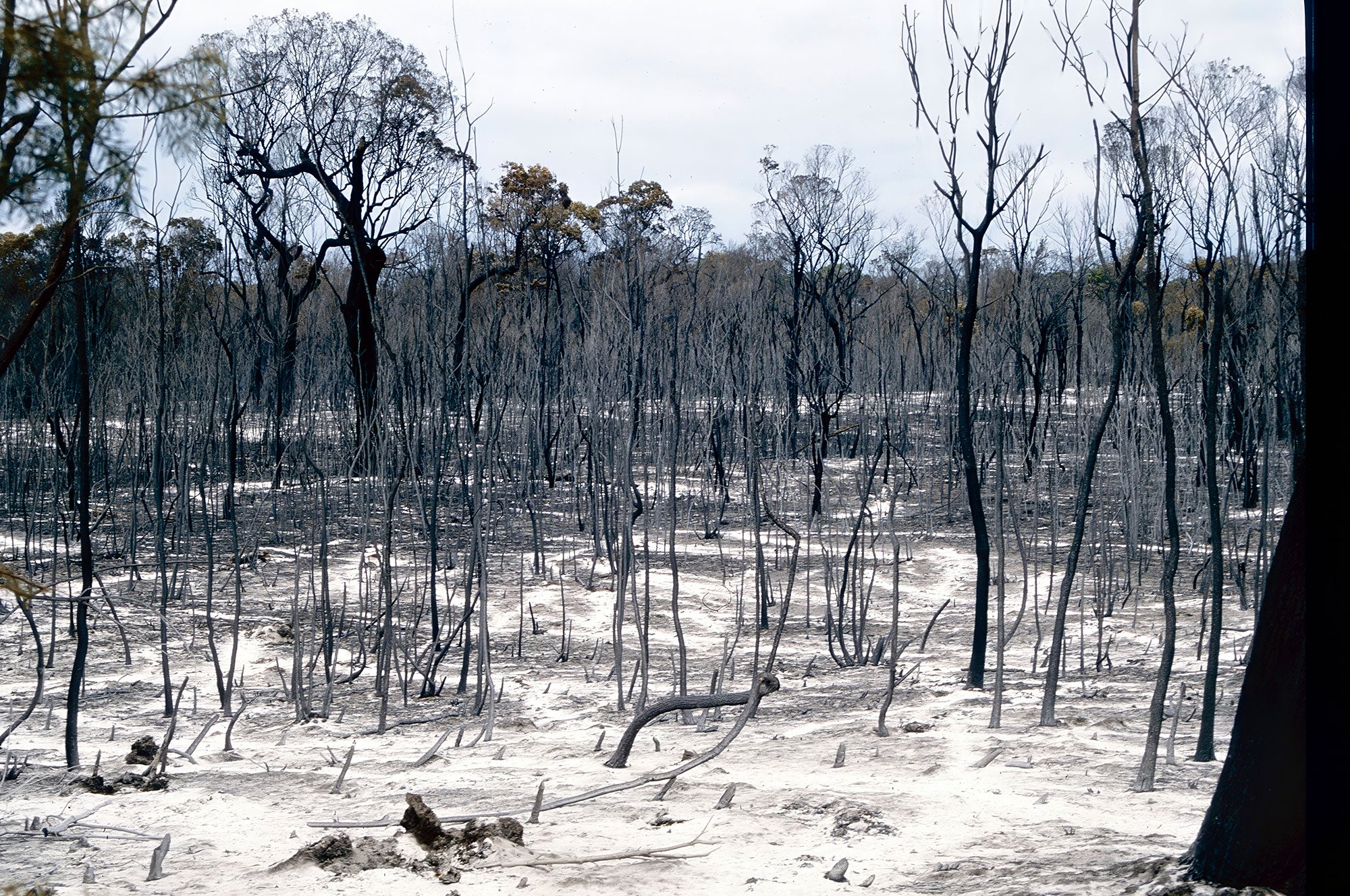 A ground-level view of a dense concentration of blackened, burned tree trunks. Only a few leaves remain at the very tops of some trees. The ground is a light grey color. The sky is overcast.
