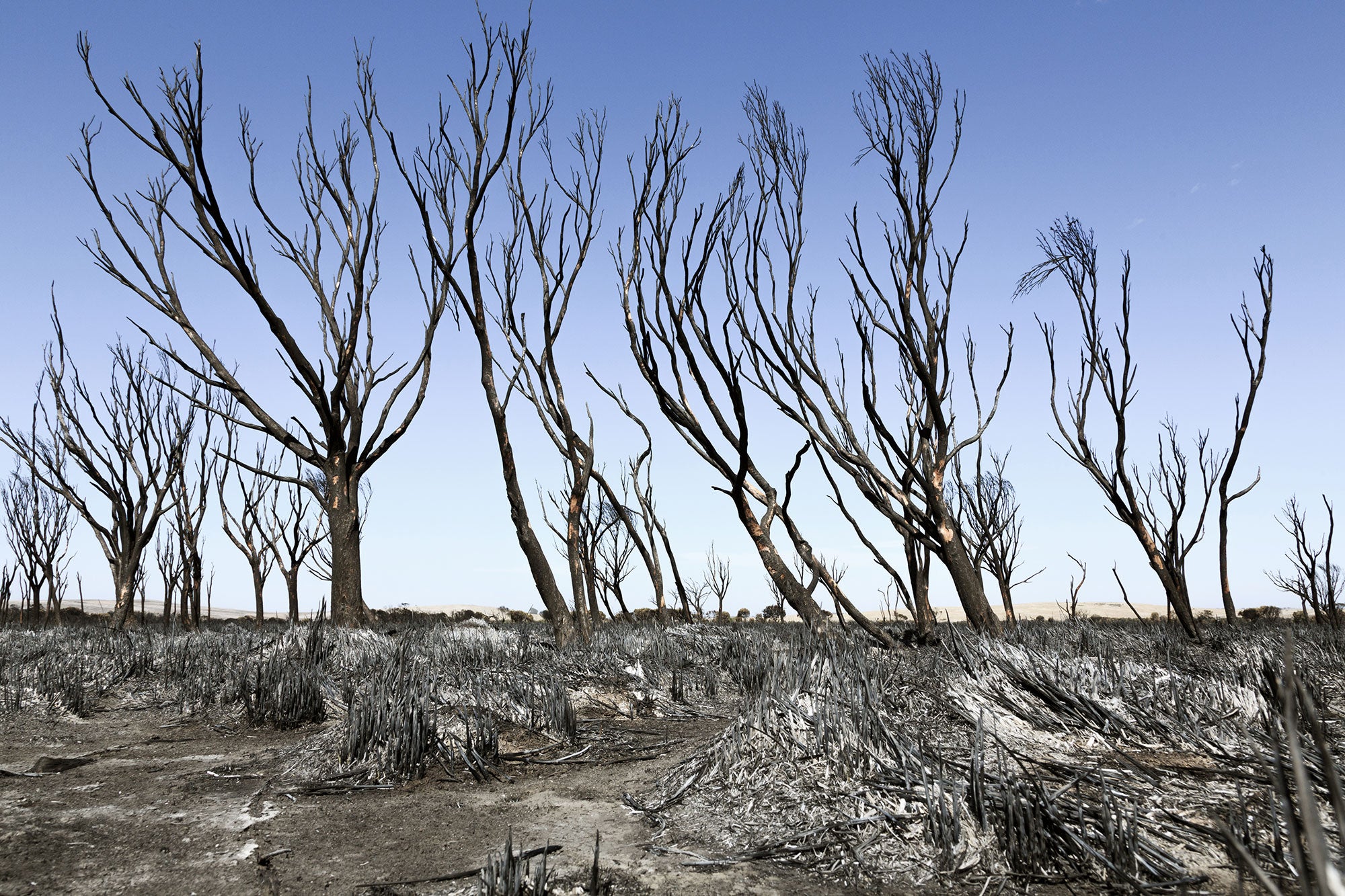 A low-angle view of burned, blackened, denuded trees, framed against a light blue, cloudless sky. The ground is covered in light grey ash and the blackened remains of low bushes.