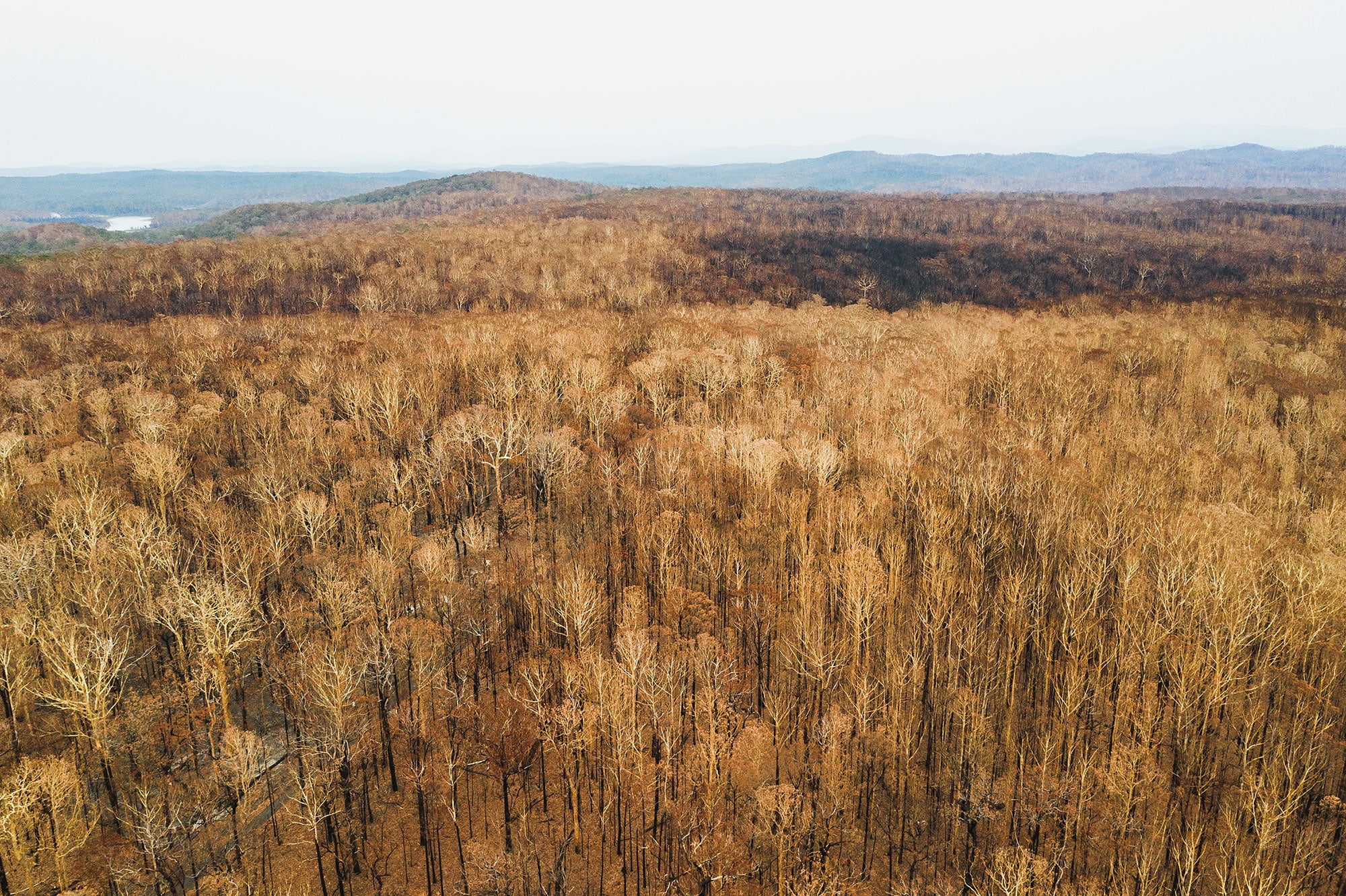 Aerial view of a dense forest that has been completely stripped of any greenery. The trunks of the trees are blackened, and the upper reaches of the trees are yellow and white. A small road is visible through the forest. The scene of burned trees seems to stretch unbroken for miles under a muted, grey sky.