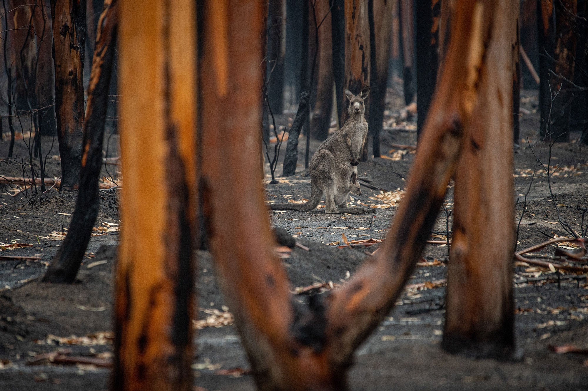 A kangaroo stops in burned out forest to look at the viewer through the branches of a burned-out tree. A jooey is in her pocket. The ground is black and burned. The trees are all black and burned. There is nothing green.