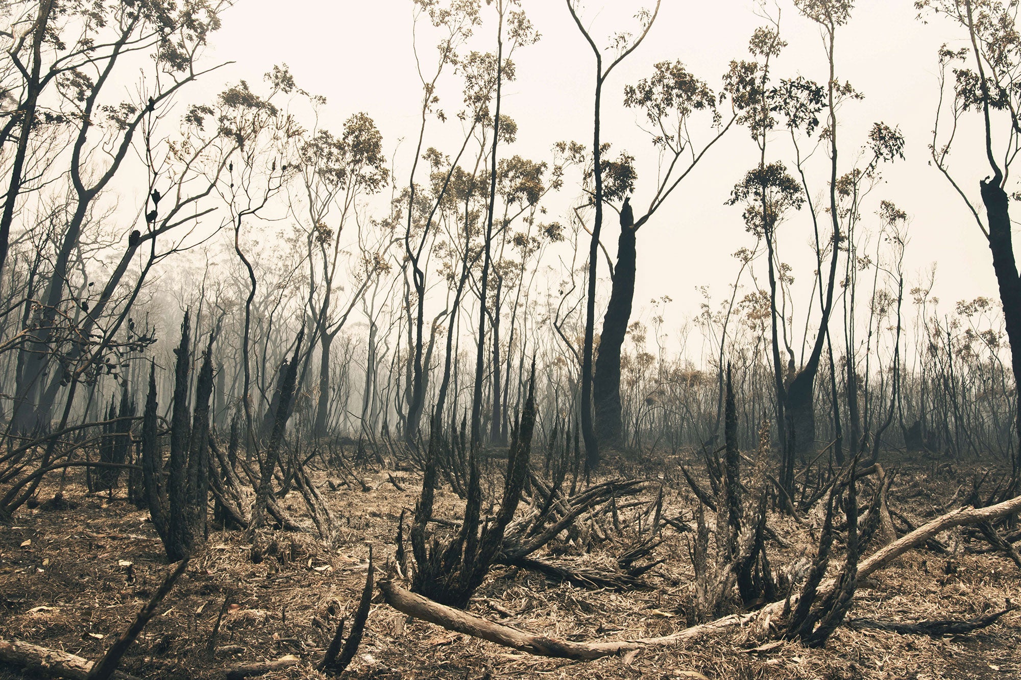 The blackened, burned trunks of trees fill the view. Sparse, dried leaves cling to the upper reaches of the few remaining branches. Smoke impairs visibility. The sky is greyish-white.