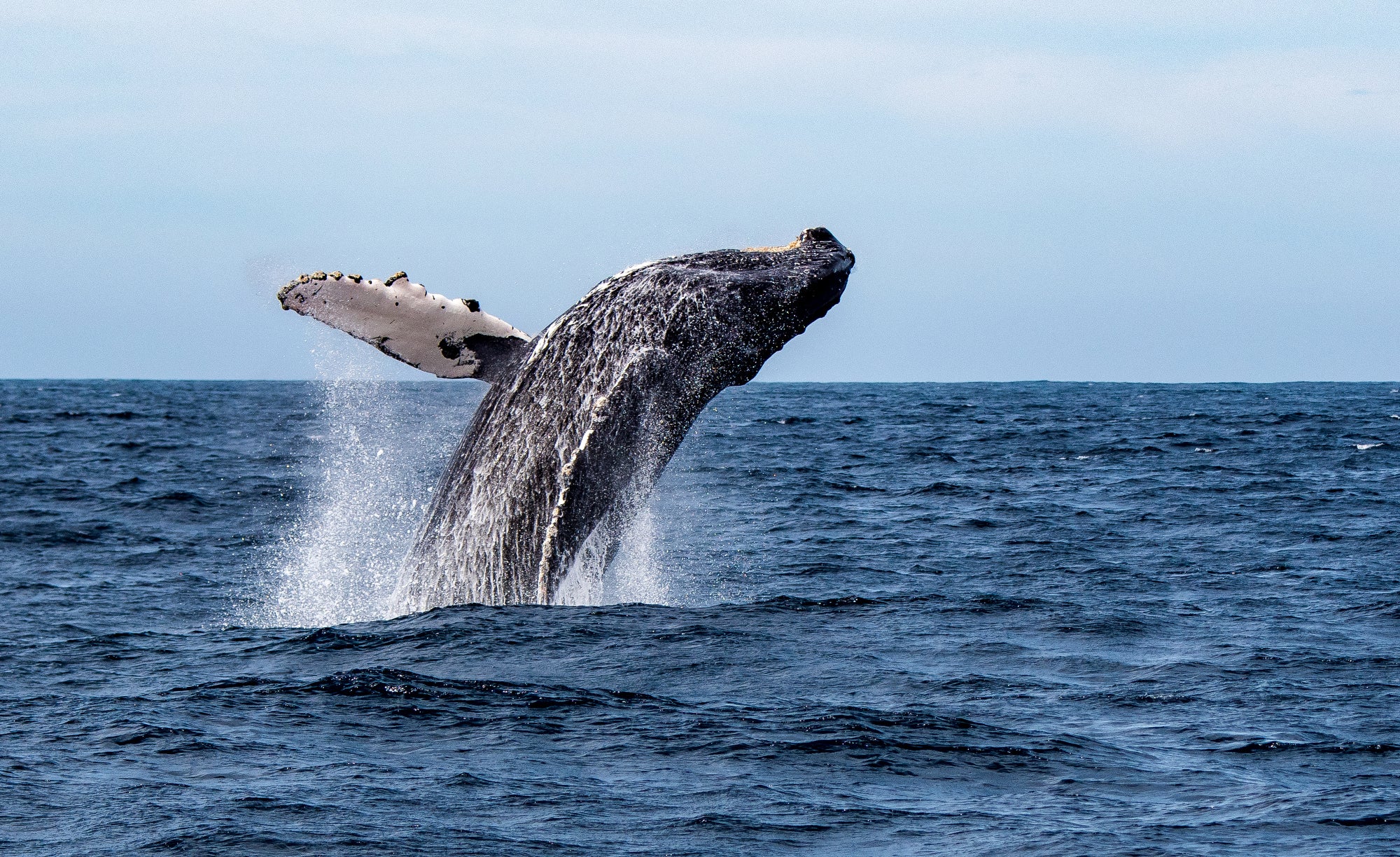 A whale breaches out of a blue ocean on a clear day.