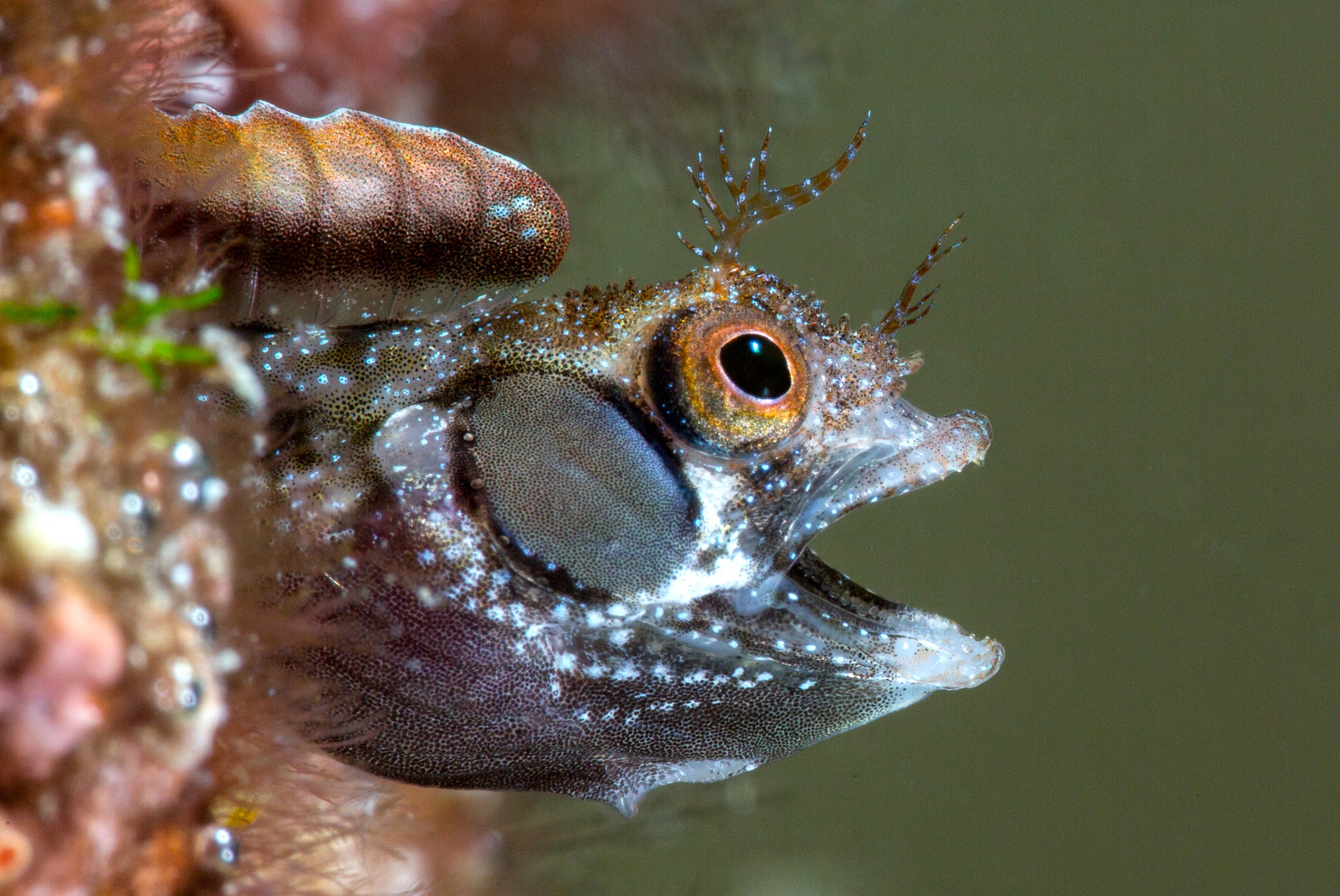 A gray and brown fish with blue spots and spiky forehead sticks out of reef with its mouth open.