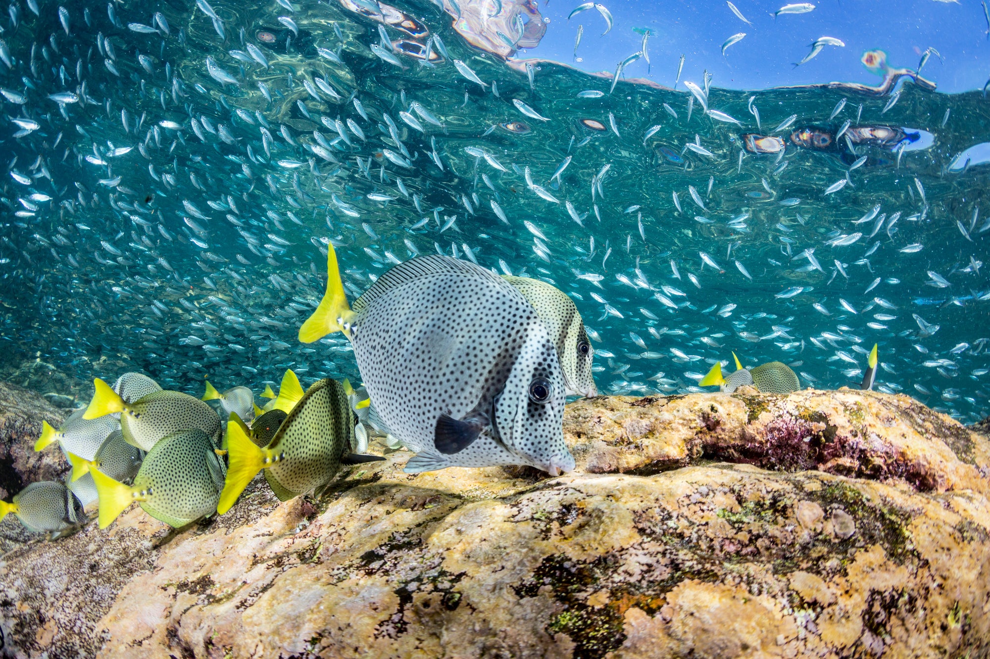 A school of smaller yellow tailed fish with black spots swim near rocks just below the surface. A school of very small fish swim above them.